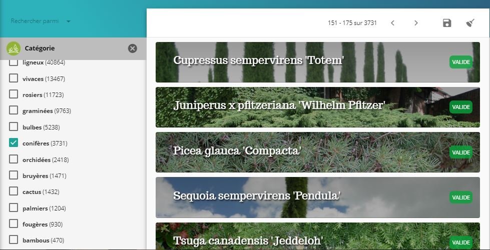 Capture-recherche-categorie-coniferes