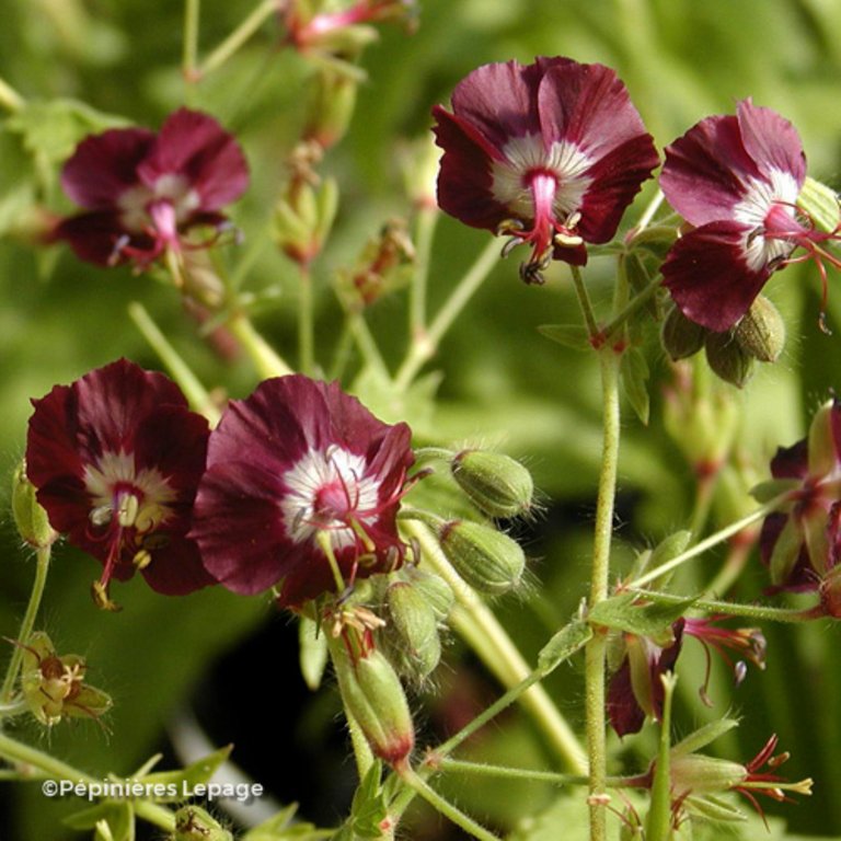 Geranium-phaeum-lepage