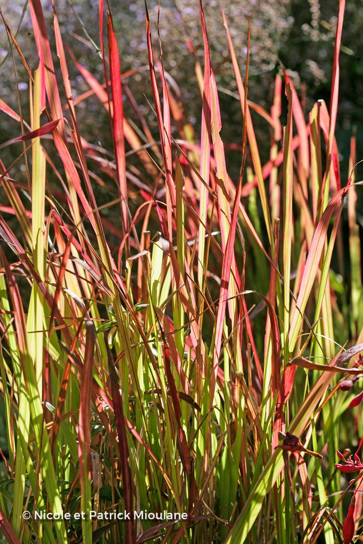 Imperata-cylindrica-Red-Baron-850415023-2