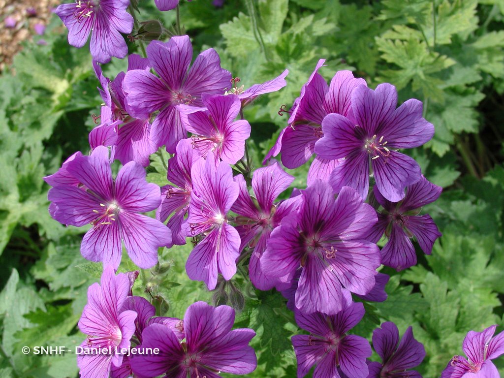 geranium-magnificum-lejeune