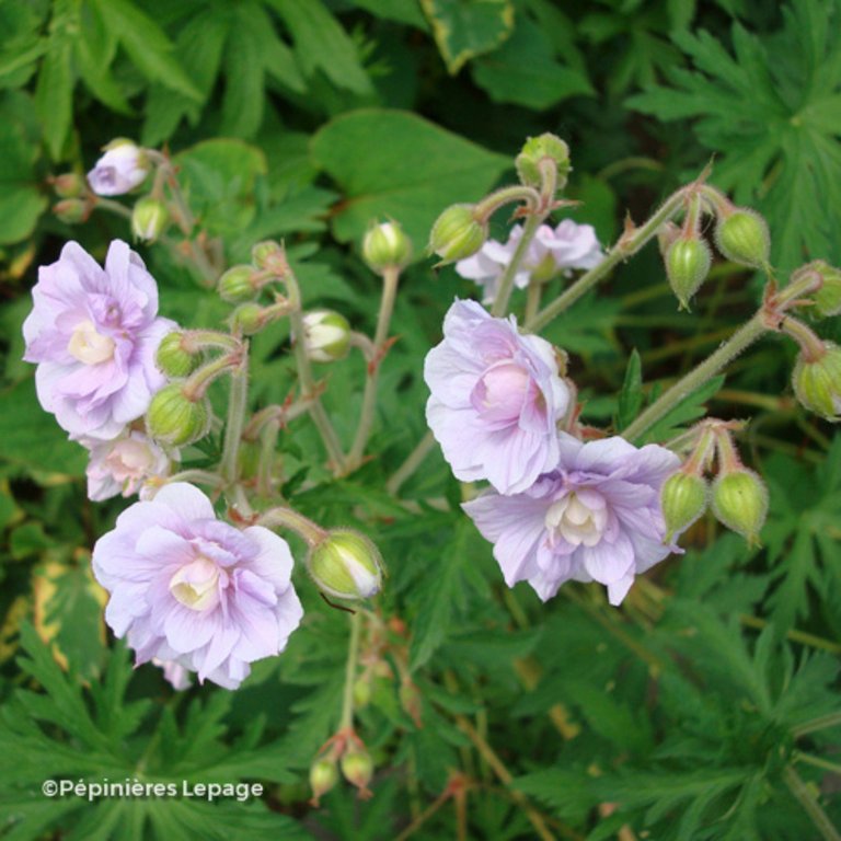 geranium-pratense-summer-skies-lepage